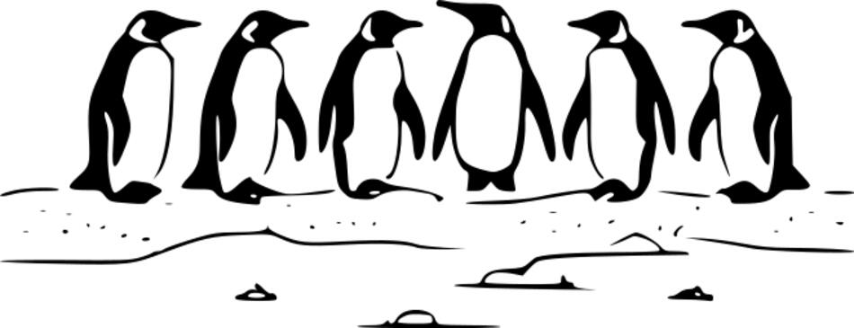 Livre de coloriage Les pingouins et leurs amis (Carré)